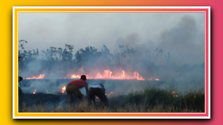 आग लगने से तीन एकड़ गेहूं की फसल जल कर खाक