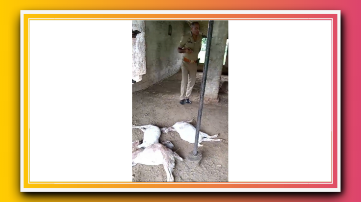 आजमगढ़: निजामाबाद फरहाबाद स्थित बकरी फार्म में अज्ञात बड़े जंगली जानवर ने 8 बकरियों को मार डाला,3 बकरिया गायब