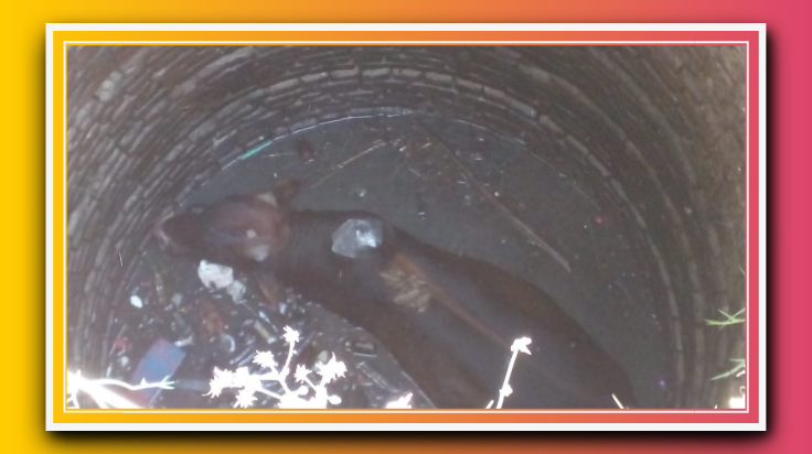 कुआँ में गिरा सांड फायर ब्रिगेड में घंटों मशक्कत कर बचाई जान