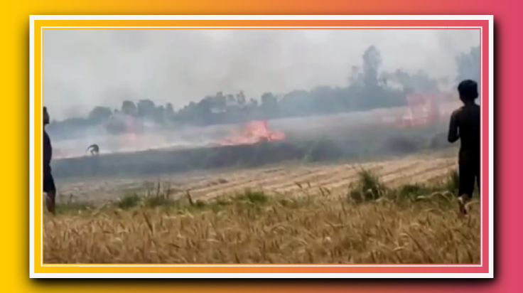 खड़ी फसल में लगी आग लगभग 5 से 7 एकड़ गेहू जल कर राख