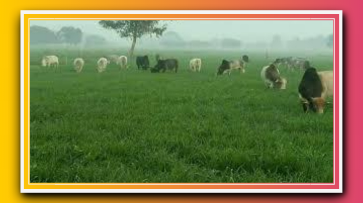 खेतों में हरी भरी फसल नष्ट कर रहे छुट्टा जानवर,किसान परेशान