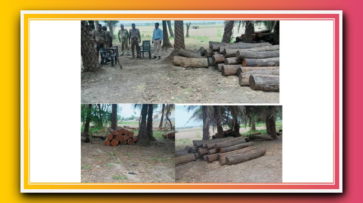 खोराबार के बाद अब झंगहा क्षेत्र में पकड़ी गई वन निगम की लकड़ी